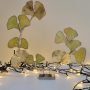 20251112_122922 Ginkgo Éternel