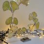 20251112_122955 Ginkgo Éternel