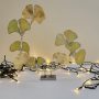 20251112_123138 Ginkgo Éternel