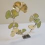 20251112_123239 Ginkgo Éternel