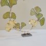 20251112_123304 Ginkgo Éternel