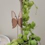 Papillon décoratif en verre à planter – Ornement pour pot de fleurs (intérieur)