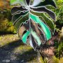 Miroir Feuille Monstera en Verre et Miroir – Décoration Murale Végétale