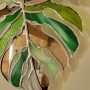 Miroir Feuille Monstera en Verre et Miroir – Décoration Murale Végétale